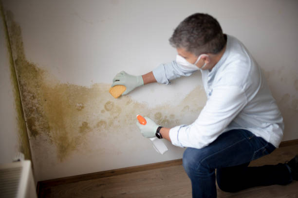 Mold Documentation for Insurance Claims in Clara City, MN