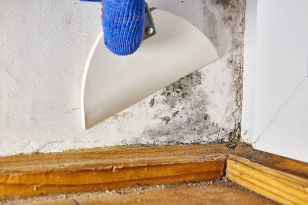 Best Commercial Mold Inspection  in Clara City, MN
