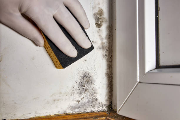 Best Mold Remediation for Healthcare Facilities  in Clara City, MN